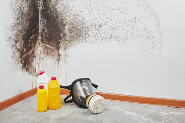 Mold Removal for HVAC Installations in Yelm, WA