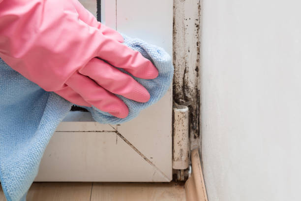 Best Real Estate Mold Inspection  in Yelm, WA